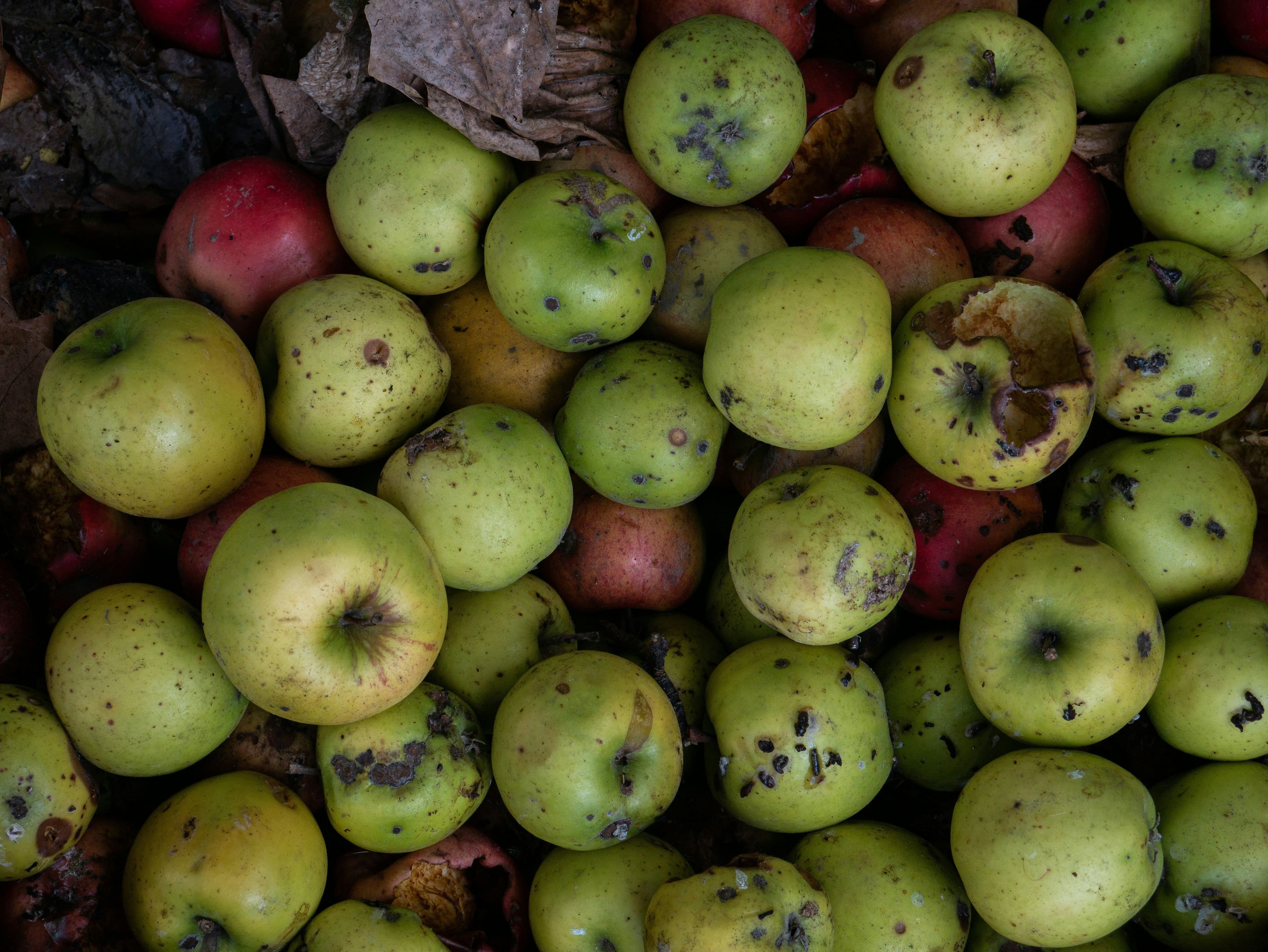 Several apples rotting away
