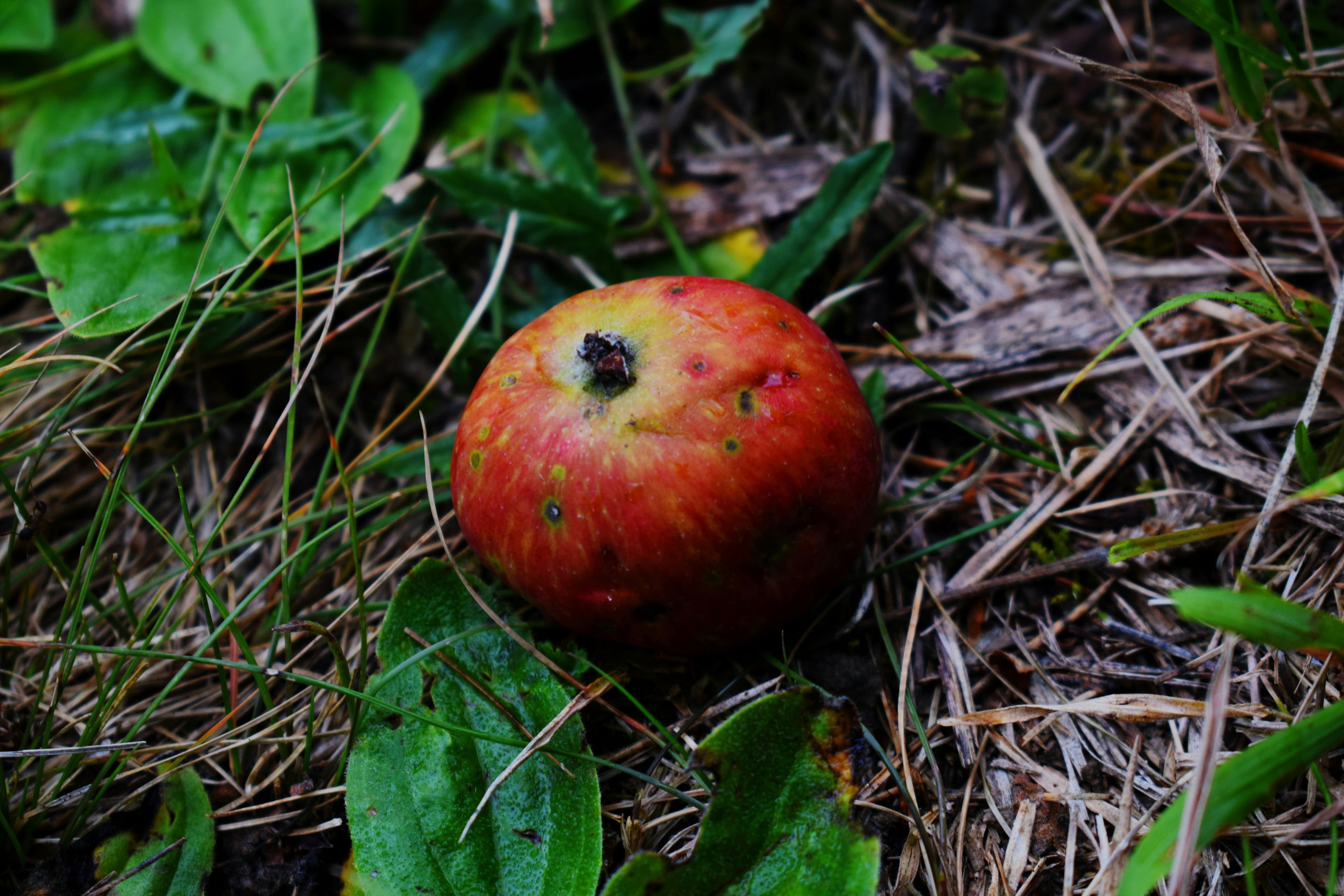 A fruit fallen on the ground rotting away.